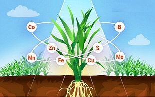 Головні мікроелементи для кукурудзи