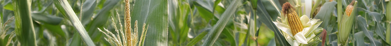 Співпраця по вирощуванню гібридів